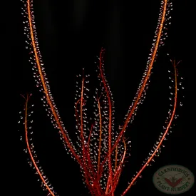 Drosera filiformis filiformis - Red Form Florida